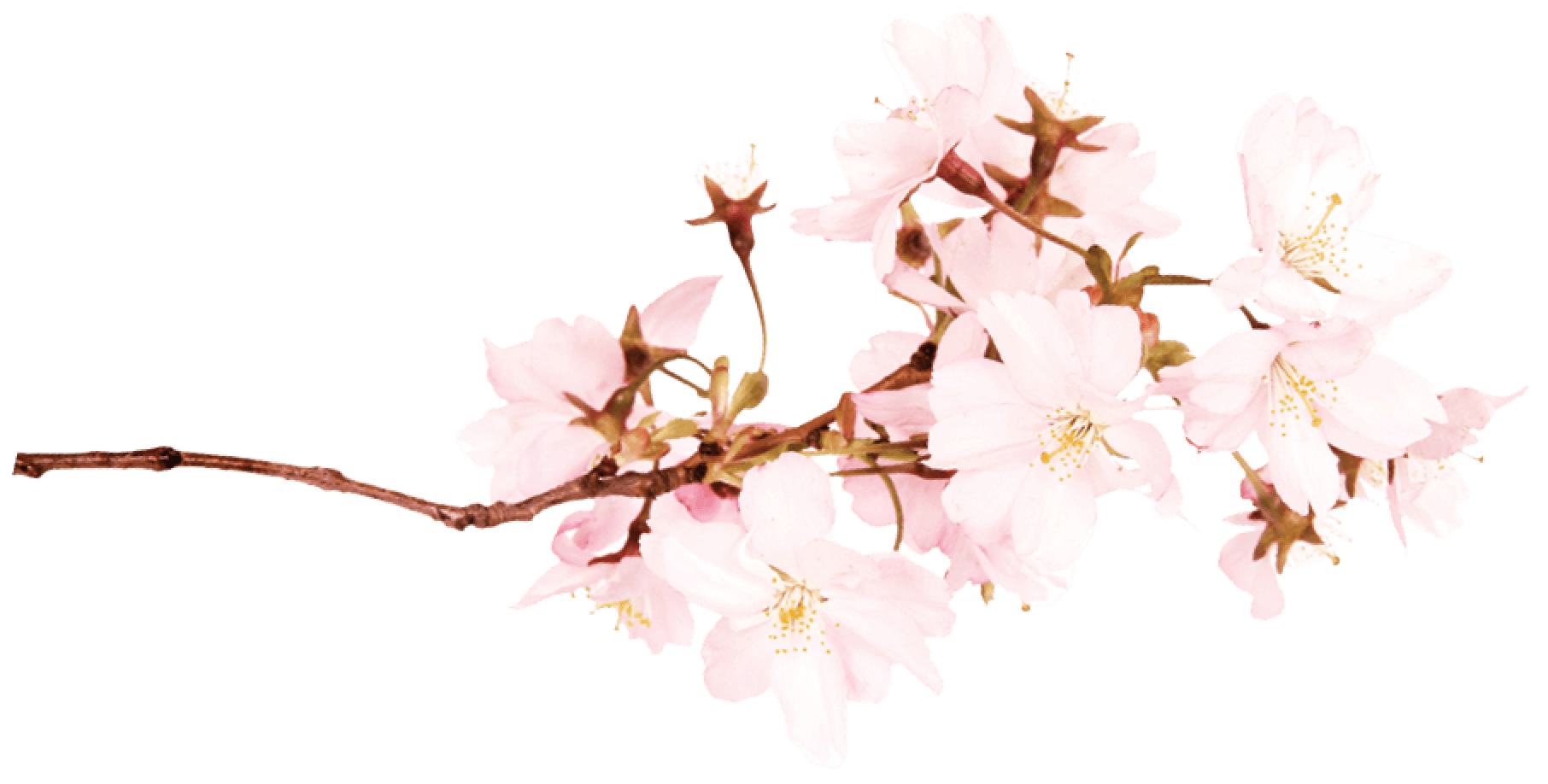 sakura leaves